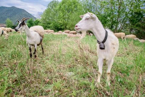 Two Goats Stock Photos