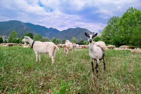 Two Goats Stock Photos