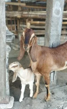 Two Goats Stock Photos
