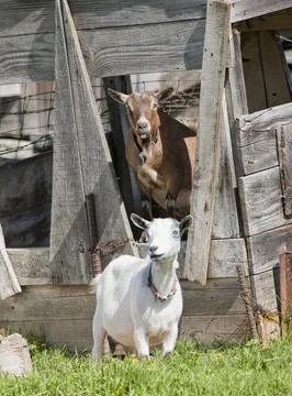 Two goats. Stock Photos