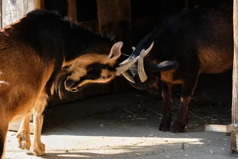Two goats playfighting and doing goat things near a barn Fotos Stock