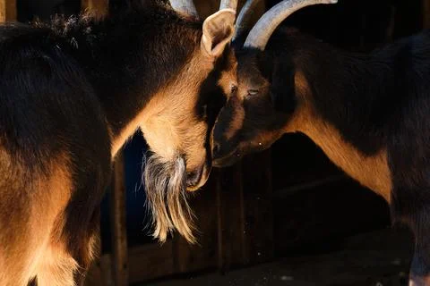 Two goats playfighting and doing goat things near a barn Stock Photos