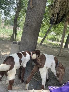 Two Goats in a Rural Setting Stock Photos