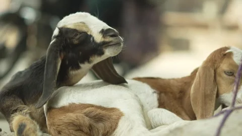 Two Goats Sitting and Resting on Ground in Village Yard Stock Footage 320362965