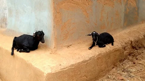 Two Goats Sitting on Mud Wall in Village Stock Footage 109557499