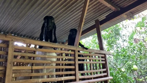 Two goats stand up and show up his head from bamboo cage Stock Footage 307107883