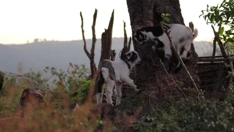 Two Goats Standing on a tree Stock Footage 201050976