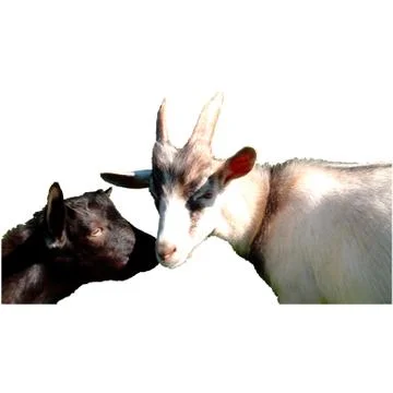 Two goats. Vector illustration. Stock Illustration