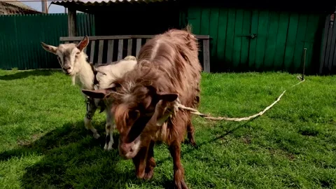 Two goats in a village yard Stock Footage 239449236