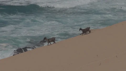 Two Goats Walking Along Sandy Coast Above Rough Ocean Stock Footage 346788137
