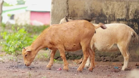 Two goats walking Stock-Footage 168043730