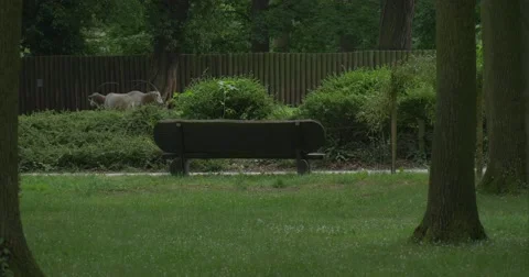 Two Goats,Benche by Pathway ,Green Park, Bushes Stock Footage 51614006