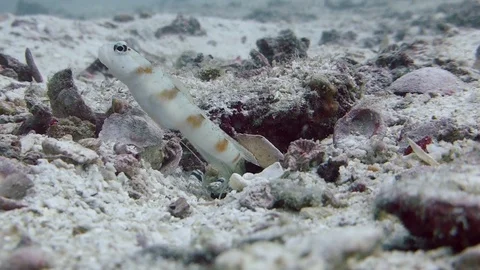 Two Goby shrimp work together to maintain their burrow while a Red Margin Video stock 115096342