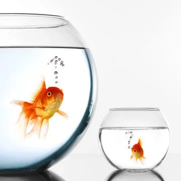 Two Gold fish Foto stock