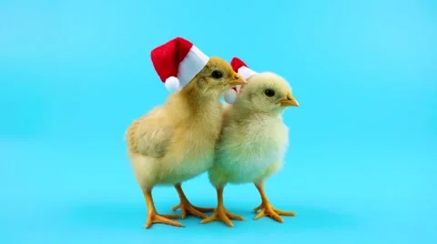 Two gold funny young roosters, symbol of the coming New Year 2017 Stock Footage 68457002