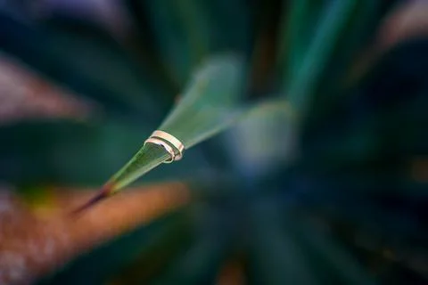 Two gold wedding bands on pointed green leaf with blurred background Stock Photos