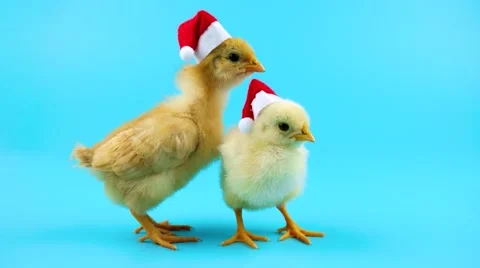 Two gold young roosters, one of them opens mouth, 2017 New Year concept Stock Footage 68457031
