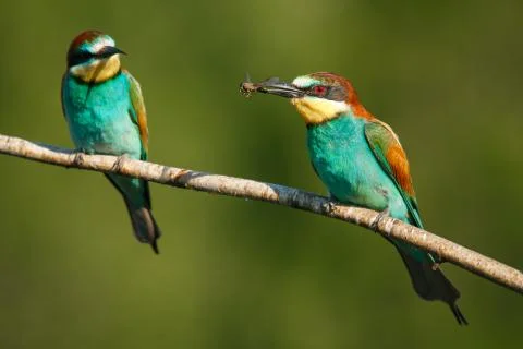 Two Golden bee eater sitting on a branch on a green background Stock Photos