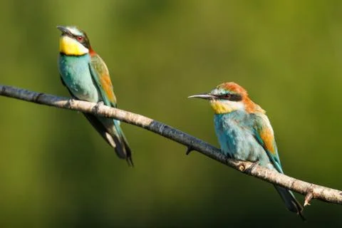 Two Golden bee eater sitting on a branch on a green background Stock Photos
