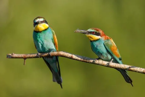 Two Golden bee eater sitting on a branch on a green background Stock Photos