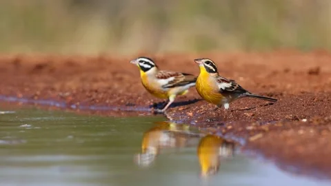 Two golden breasted buntings drinking Vídeo Stock 154023953