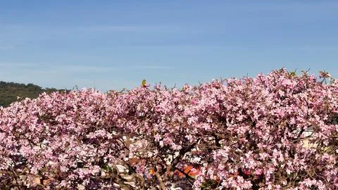 Two golden crowned parakeets (Eupsittula aurea) perched among pink blossoms.. Stock Photos