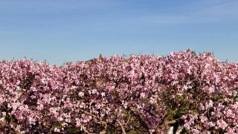 Two golden crowned parakeets (Eupsittula aurea) perched among pink blossoms.. Stock Photos