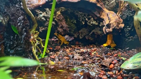 Two golden dart frog in scenic rainforest habitat Stock Footage 291587540