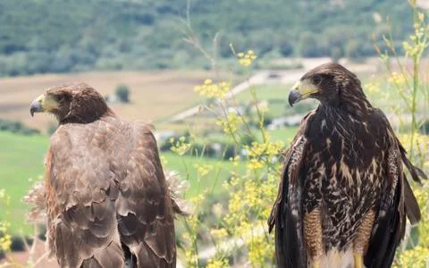 Two golden eagles resting in the sun Stock Photos