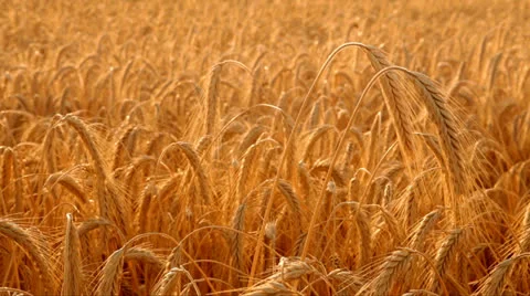 Two golden ears in a wheat field Видео 25104516