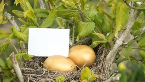 Two golden eggs Stock Photos