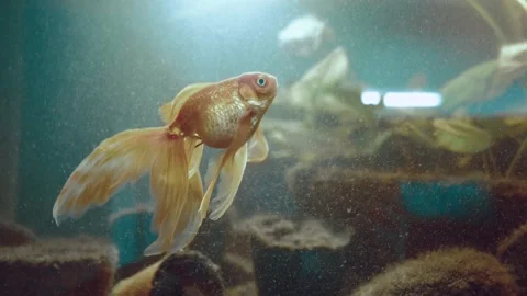 Two golden fishes lives in aquarium Stock Footage