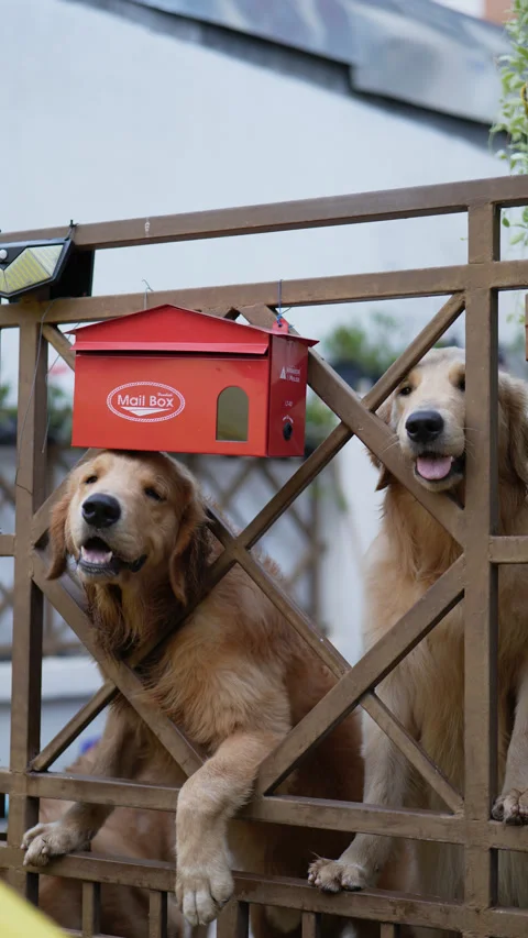 Two golden retriever dogs . Stock Footage 247111191