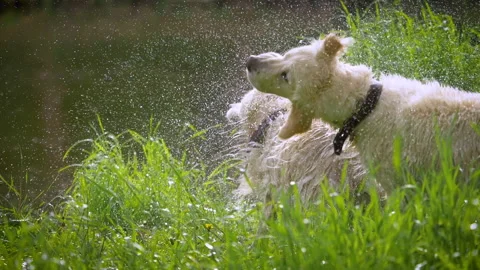 Two golden retrievers. Stock Footage 195123530
