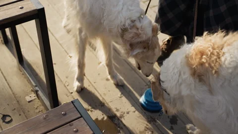 Two Golden Retrievers Interact Outdoors One Drinks from Blue Water Bowl on Stock Footage 345846437