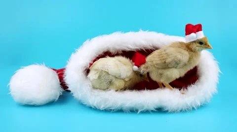Two golden small roosters in red Santa Claus hat, 2017 New Year concept Stock Footage 68704419