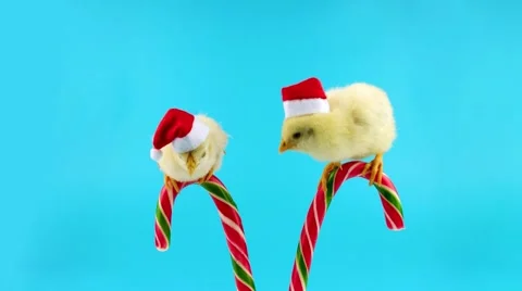 Two golden small roosters in Santa hats, sitting on the candy canes Stock Footage 68833448