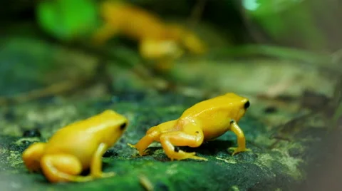 Two golden-yellow small frogs on a rock with green leaves Stock Footage 49141368