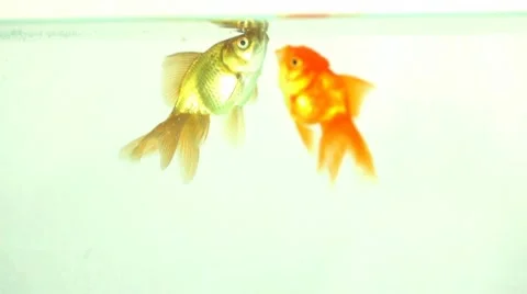 Two Goldfish Eating Stock Footage 10738608
