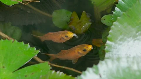 Two goldfish Stock Footage 167535917