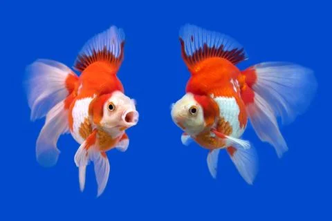 Two goldfish Foto stock