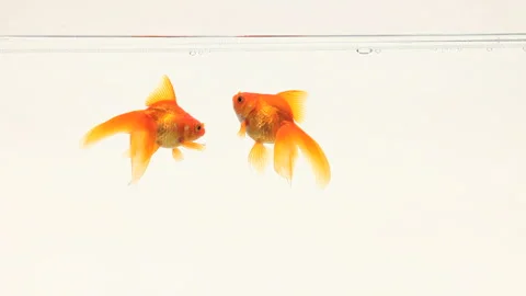 Two Goldfish in a Tank Stock Footage 327418802