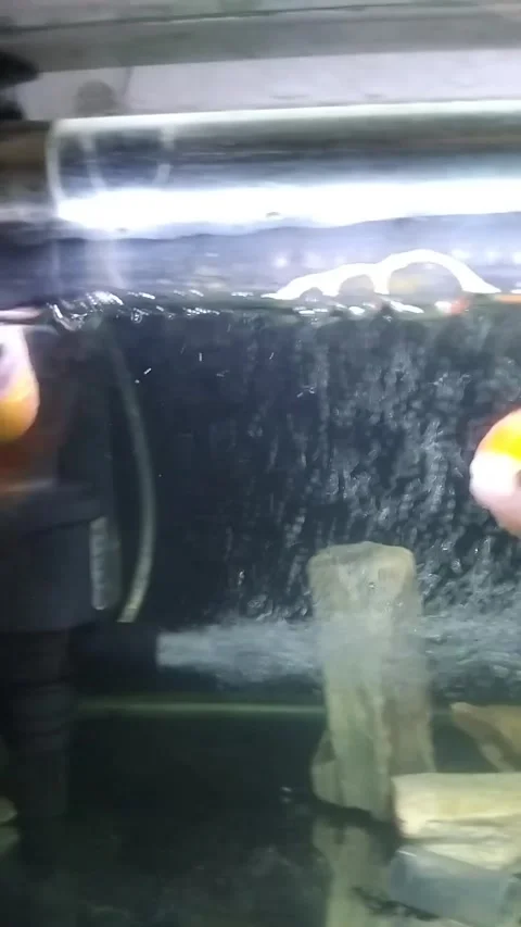 Two Goldfishes in Aquarium Stock Footage 342000508