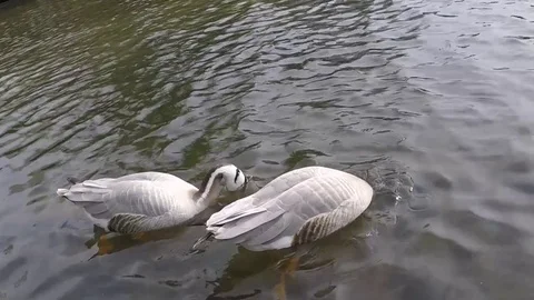 Two goose diving for food Stock Footage 77863993
