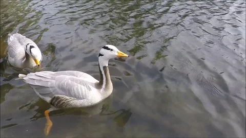 Two goose getting food from under the water Stock Footage 77863982