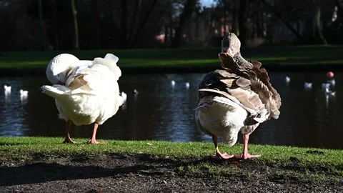 Two goose grooming their feathers in the park Stock Footage 230302579