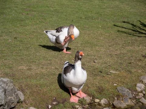 Two Goose on a Meadow Stock Photos