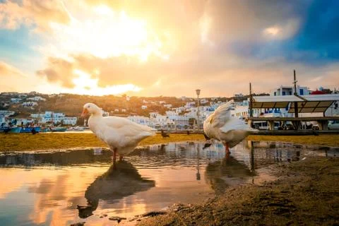 Two goose in puddle at sunset Foto stock