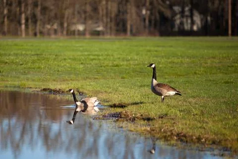 Two goose on the water Stock Photos