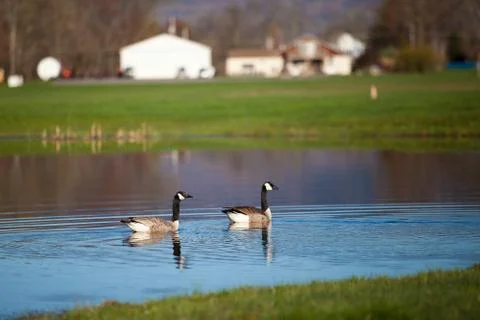 Two goose on the water Stock Photos